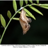 limenitis reducta pupa1